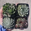 Hens and Chicks Sempervivum Succulent Live Plant Bundle - Assorted 2 inch Pots Outdoor - Image 1
