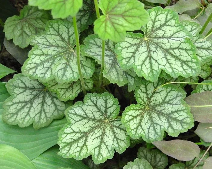 Heuchera americana 'Dale's Strain' Coral Bells Live Perennial Plant - Bare Root, Green/White Heuchera americana 'Dale's Strain' Coral Bells Live Perennial Plant - Bare Root, Green/White - Image 3