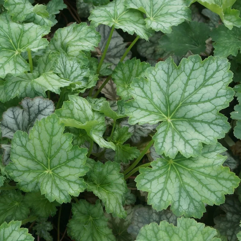 Heuchera americana 'Dale's Strain' Coral Bells Live Perennial Plant - Bare Root, Green/White Heuchera americana 'Dale's Strain' Coral Bells Live Perennial Plant - Bare Root, Green/White - Image 1