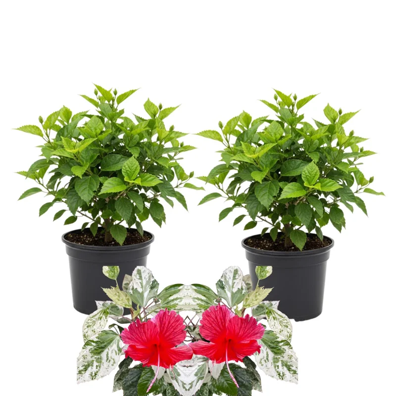 Hibiscus Live Plants 4-6" Tall - Vibrant Flowering Shrubs for Garden & Patio - Image 2