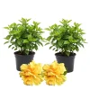 Hibiscus Live Plants 4-6" Tall - Vibrant Flowering Shrubs for Garden & Patio - Image 1