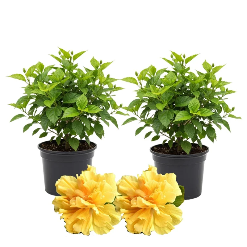 Hibiscus Live Plants 4-6" Tall - Vibrant Flowering Shrubs for Garden & Patio - Image 1