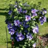 Hibiscus Syriacus Bluebird Live Plant – Rose of Sharon Shrub – 6-10 Inch Tall - Image 1