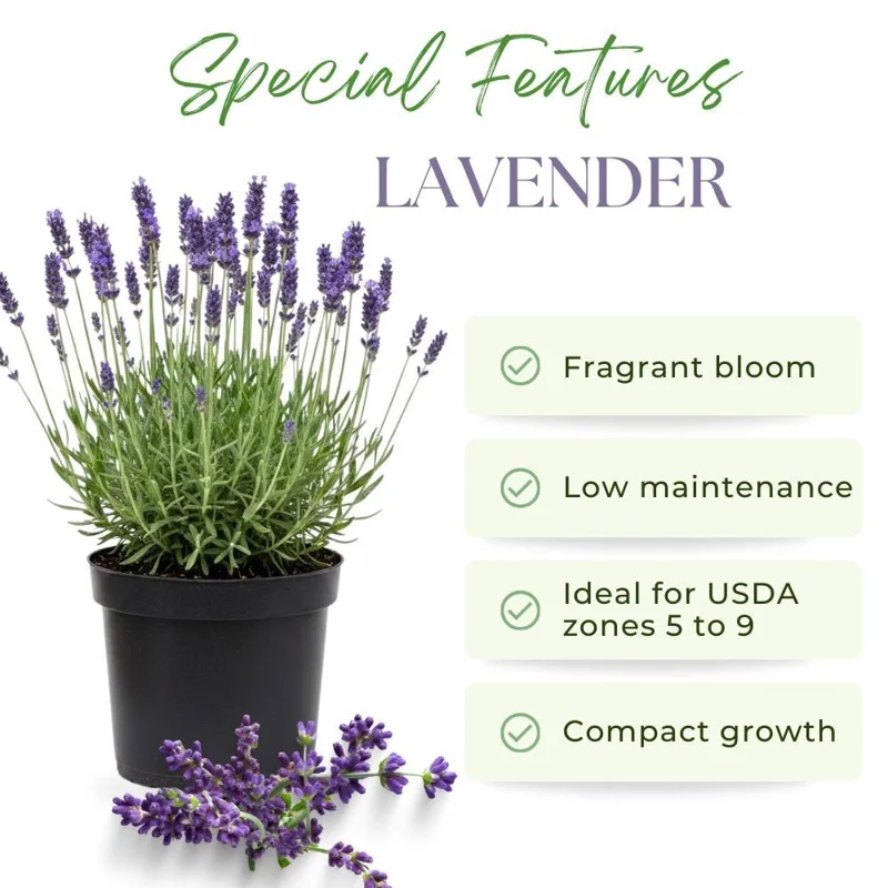 Hidcote Blue Lavender Live Plant – 4-6 Inches Tall – Indoor Outdoor Hidcote Blue Lavender Live Plant – 4-6 Inches Tall – Indoor Outdoor - Image 2