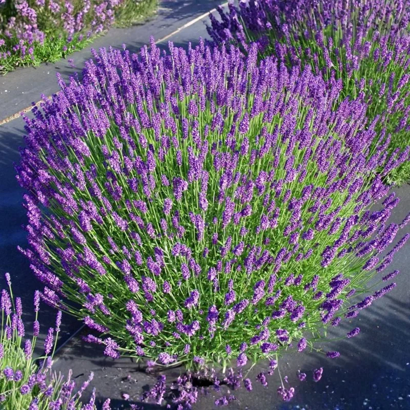 Hidcote Blue Lavender Live Plant – 4-6 Inches Tall – Indoor Outdoor Hidcote Blue Lavender Live Plant – 4-6 Inches Tall – Indoor Outdoor - Image 3