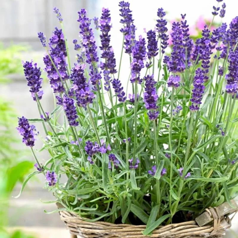 Hidcote Blue Lavender Live Plant – 4-6 Inches Tall – Indoor Outdoor Hidcote Blue Lavender Live Plant – 4-6 Inches Tall – Indoor Outdoor - Image 4