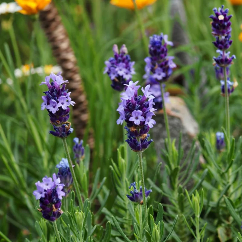 Hidcote Blue Lavender Live Plant – 4-6 Inches Tall – Indoor Outdoor Hidcote Blue Lavender Live Plant – 4-6 Inches Tall – Indoor Outdoor - Image 5