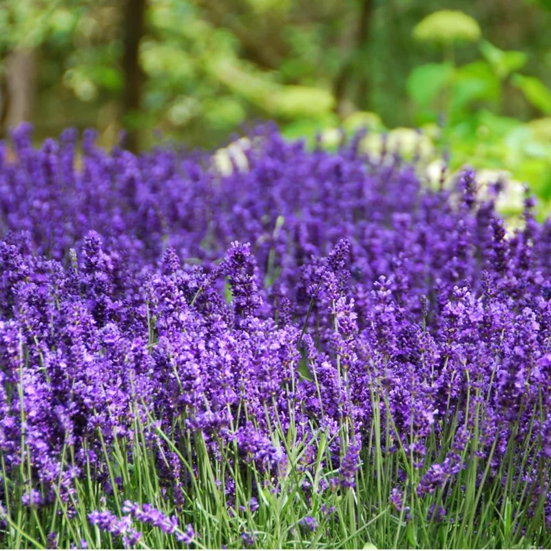 Hidcote Blue Lavender Live Plant – 4-6 Inches Tall – Indoor Outdoor Hidcote Blue Lavender Live Plant – 4-6 Inches Tall – Indoor Outdoor - Image 6