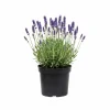 Hidcote Blue Lavender Live Plant – 4-6 Inches Tall – Indoor Outdoor - Image 1