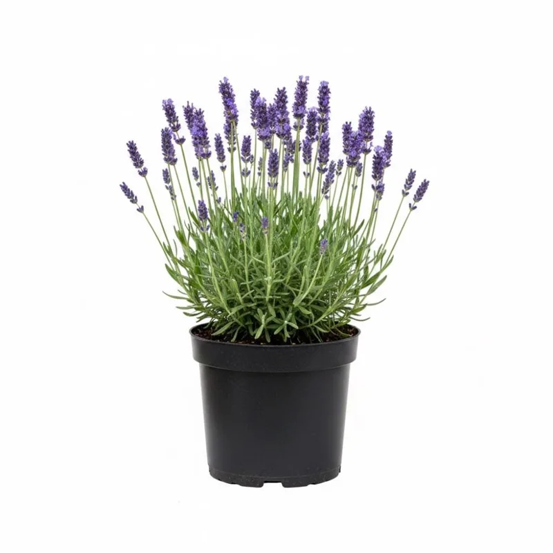 Hidcote Blue Lavender Live Plant – 4-6 Inches Tall – Indoor Outdoor Hidcote Blue Lavender Live Plant – 4-6 Inches Tall – Indoor Outdoor - Image 1