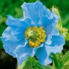Himalayan Blue Poppy Meconopsis Seeds - Perennial Flowering Home Garden - 200 Seeds Himalayan Blue Poppy Meconopsis Seeds - Perennial Flowering Home Garden - 200 Seeds - Image 1