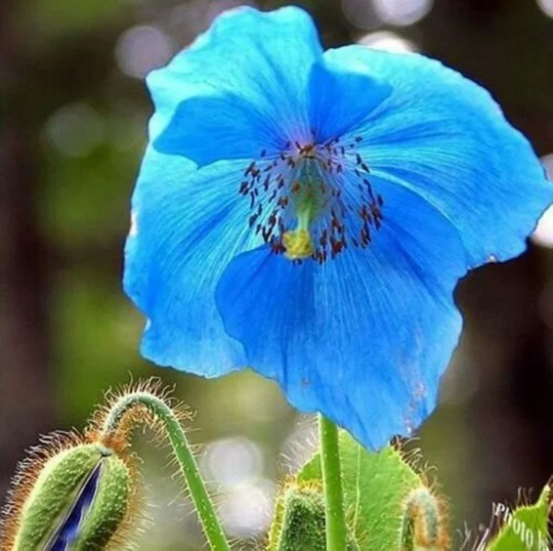 Himalayan Blue Poppy Seeds - 50000 Meconopsis Perennial Flowering Garden Seeds Himalayan Blue Poppy Seeds - 50000 Meconopsis Perennial Flowering Garden Seeds - Image 2