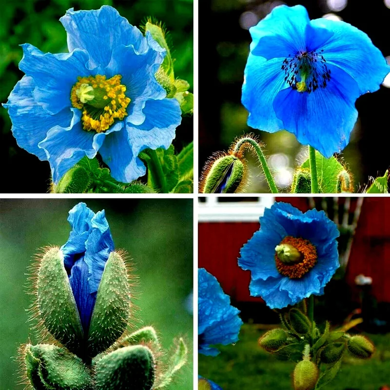 Himalayan Blue Poppy Seeds - 50000 Meconopsis Perennial Flowering Garden Seeds Himalayan Blue Poppy Seeds - 50000 Meconopsis Perennial Flowering Garden Seeds - Image 1