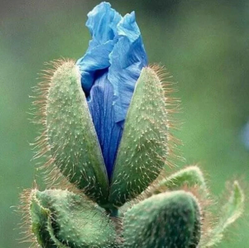 Himalayan Blue Poppy Seeds - 50000 Meconopsis Perennial Flowering Garden Seeds Himalayan Blue Poppy Seeds - 50000 Meconopsis Perennial Flowering Garden Seeds - Image 3