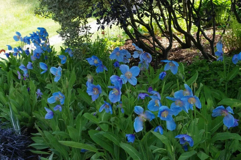 Himalayan Blue Poppy Seeds - 50000 Meconopsis Perennial Flowering Garden Seeds Himalayan Blue Poppy Seeds - 50000 Meconopsis Perennial Flowering Garden Seeds - Image 5