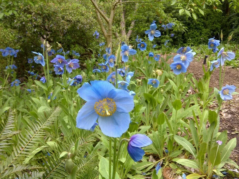 Himalayan Blue Poppy Seeds - 50000 Meconopsis Perennial Flowering Garden Seeds Himalayan Blue Poppy Seeds - 50000 Meconopsis Perennial Flowering Garden Seeds - Image 6