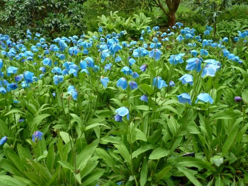 Himalayan Blue Poppy Seeds - 50000 Meconopsis Perennial Flowering Garden Seeds Himalayan Blue Poppy Seeds - 50000 Meconopsis Perennial Flowering Garden Seeds - Image 7
