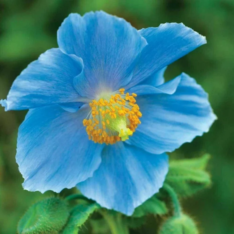 Himalayan Blue Poppy Seeds - 50000 Meconopsis Perennial Flowering Garden Seeds Himalayan Blue Poppy Seeds - 50000 Meconopsis Perennial Flowering Garden Seeds - Image 8