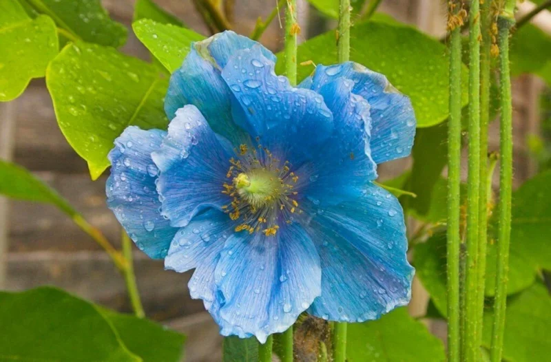 Himalayan Blue Poppy Seeds - 50000 Meconopsis Perennial Flowering Garden Seeds Himalayan Blue Poppy Seeds - 50000 Meconopsis Perennial Flowering Garden Seeds - Image 9