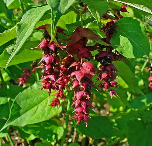Himalayan Honeysuckle Bush Seeds - 1000 Hardy Perennial Flower Seeds, Outdoor - Image 2