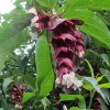Himalayan Honeysuckle Bush Seeds - 1000 Hardy Perennial Flower Seeds, Outdoor - Image 1
