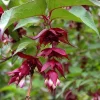 Himalayan Honeysuckle Bush Seeds - Hardy Perennial Flower Seeds, USDA Zones 7-10 - Image 1