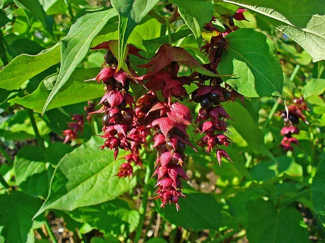 Himalayan Honeysuckle Seeds - 200 Count Hardy Perennial Flower Seeds - Image 2
