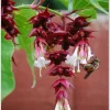 Himalayan Honeysuckle Seeds - 200 Count Hardy Perennial Flower Seeds - Image 1