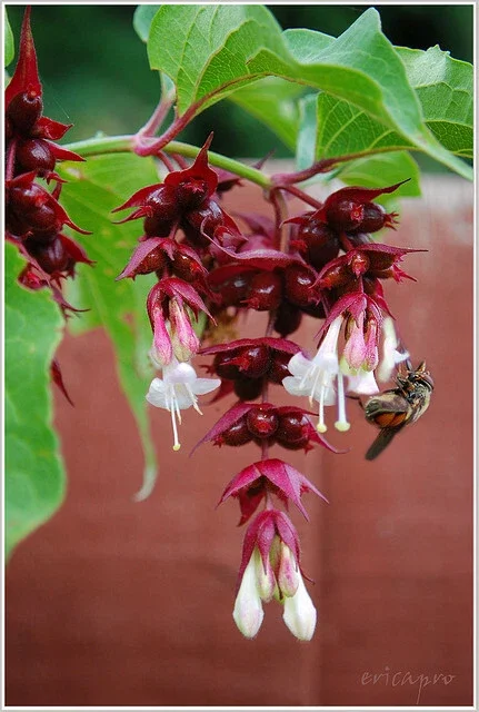 Himalayan Honeysuckle Seeds - Leycesteria Formosa Perennial Flower Seeds - 201 Count - Outdoor - Image 2