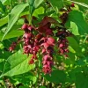 Himalayan Honeysuckle Seeds - Leycesteria Formosa Perennial Flower Seeds - 201 Count - Outdoor - Image 1