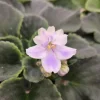 Hiroshige African Violet Live Plant – Blooming Houseplant in 4 Inch Pot - Image 1