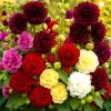 Hollyhock Autumn Mix Flower Seeds - 200+ Seeds - Attracts Hummingbirds & Bees - Biennial Hollyhock Autumn Mix Flower Seeds - 200+ Seeds - Attracts Hummingbirds & Bees - Biennial - Image 1