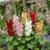 Hollyhock Flower Seeds - 100 Count Perennial Mix for Outdoor Garden - Image 1