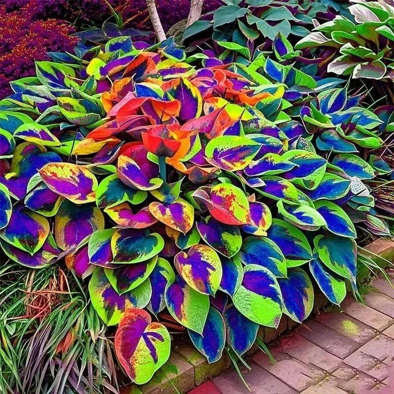 Hosta Seeds - 120+ Perennial Outdoor Shade Garden Planting Seeds Hosta Seeds - 120+ Perennial Outdoor Shade Garden Planting Seeds - Image 4