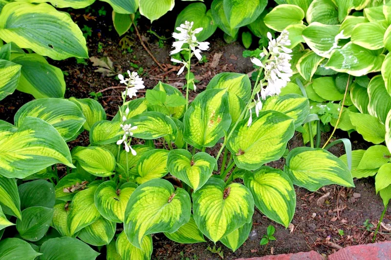 Hosta Seeds Mix - 100 Seeds, Large Variety, Blue, Grey, Yellow, Perennial - Image 2