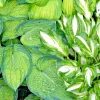 Hosta Seeds Mix - 100 Seeds, Large Variety, Blue, Grey, Yellow, Perennial - Image 1