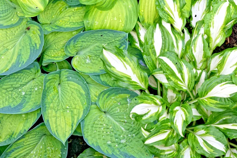 Hosta Seeds Mix - 100 Seeds, Large Variety, Blue, Grey, Yellow, Perennial - Image 1