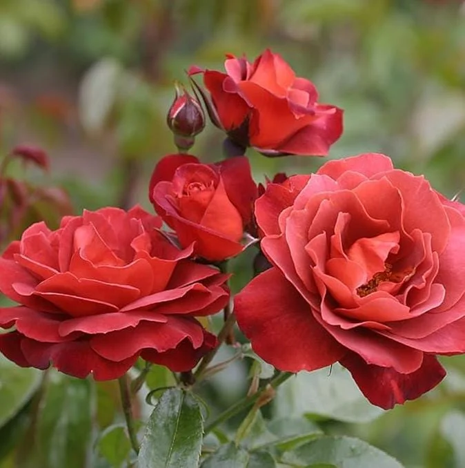 Hot Cocoa Rose Live Plant - Fragrant Floribunda Bush, 4-6 Inch Tall Hot Cocoa Rose Live Plant - Fragrant Floribunda Bush, 4-6 Inch Tall - Image 2