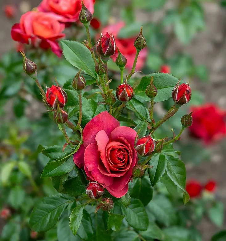 Hot Cocoa Rose Live Plant - Fragrant Floribunda Bush, 4-6 Inch Tall Hot Cocoa Rose Live Plant - Fragrant Floribunda Bush, 4-6 Inch Tall - Image 4