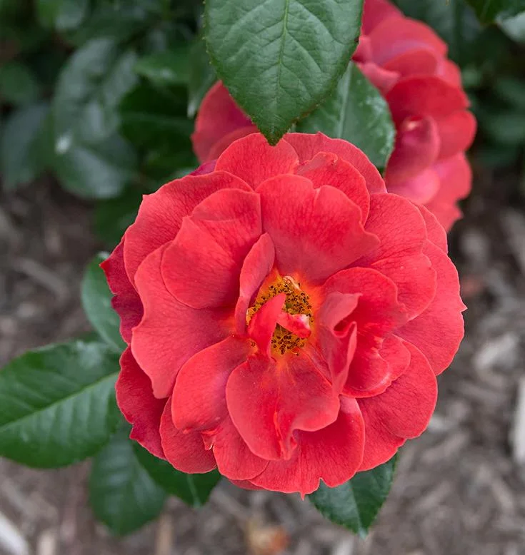 Hot Cocoa Rose Live Plant - Fragrant Floribunda Bush, 4-6 Inch Tall Hot Cocoa Rose Live Plant - Fragrant Floribunda Bush, 4-6 Inch Tall - Image 5