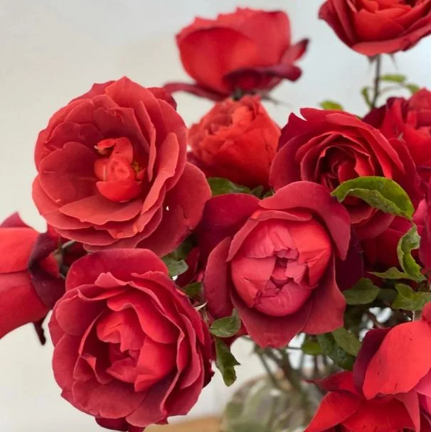 Hot Cocoa Rose Live Plant - Fragrant Floribunda Bush, 4-6 Inch Tall Hot Cocoa Rose Live Plant - Fragrant Floribunda Bush, 4-6 Inch Tall - Image 6