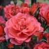 Hot Cocoa Rose Live Plant - Fragrant Floribunda Bush, 4-6 Inch Tall - Image 1