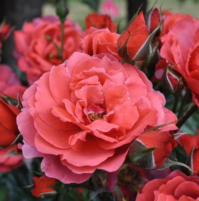 Hot Cocoa Rose Live Plant - Fragrant Floribunda Bush, 4-6 Inch Tall Hot Cocoa Rose Live Plant - Fragrant Floribunda Bush, 4-6 Inch Tall - Image 1