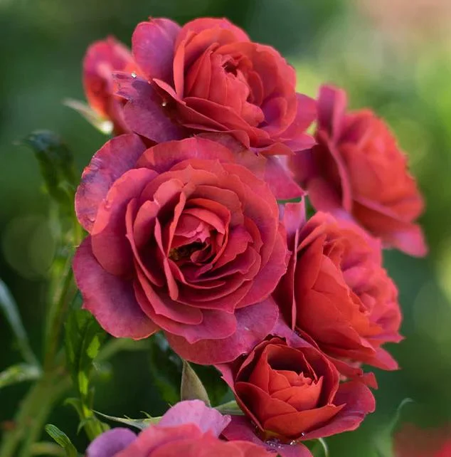 Hot Cocoa Rose Live Plant - Fragrant Floribunda Bush, 4-6 Inch Tall Hot Cocoa Rose Live Plant - Fragrant Floribunda Bush, 4-6 Inch Tall - Image 7