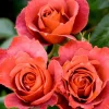 Hot Cocoa Rose Plant - Floribunda Bush, 4-8 Inch Tall, Live Plant Outdoor - Image 1