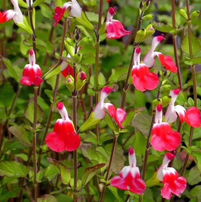 Hot Lips Salvia Live Plants - Set of 3 - 5-9" Tall - Red & White Flowering Sage for Pollinator Gardens Hot Lips Salvia Live Plants - Set of 3 - 5-9" Tall - Red & White Flowering Sage for Pollinator Gardens - Image 2