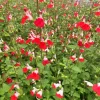 Hot Lips Salvia Live Plants - Set of 3 - 5-9" Tall - Red & White Flowering Sage for Pollinator Gardens - Image 1