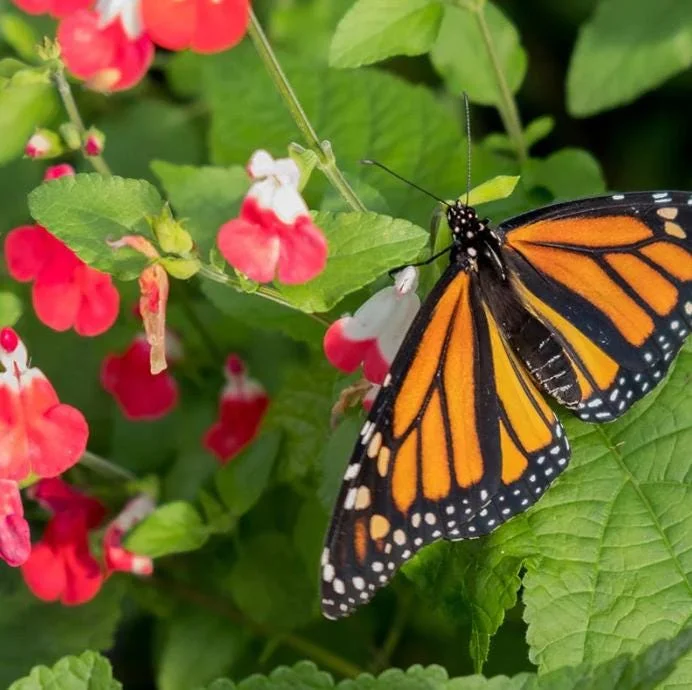 Hot Lips Salvia Live Plants - Set of 3 - 5-9" Tall - Red & White Flowering Sage for Pollinator Gardens Hot Lips Salvia Live Plants - Set of 3 - 5-9" Tall - Red & White Flowering Sage for Pollinator Gardens - Image 3