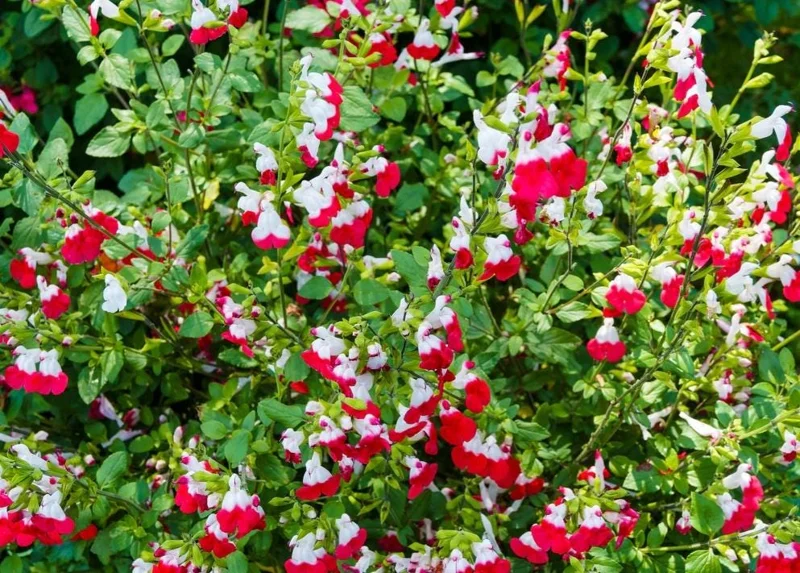 Hot Lips Salvia Live Plants - Set of 3 - 5-9" Tall - Red & White Flowering Sage for Pollinator Gardens Hot Lips Salvia Live Plants - Set of 3 - 5-9" Tall - Red & White Flowering Sage for Pollinator Gardens - Image 4