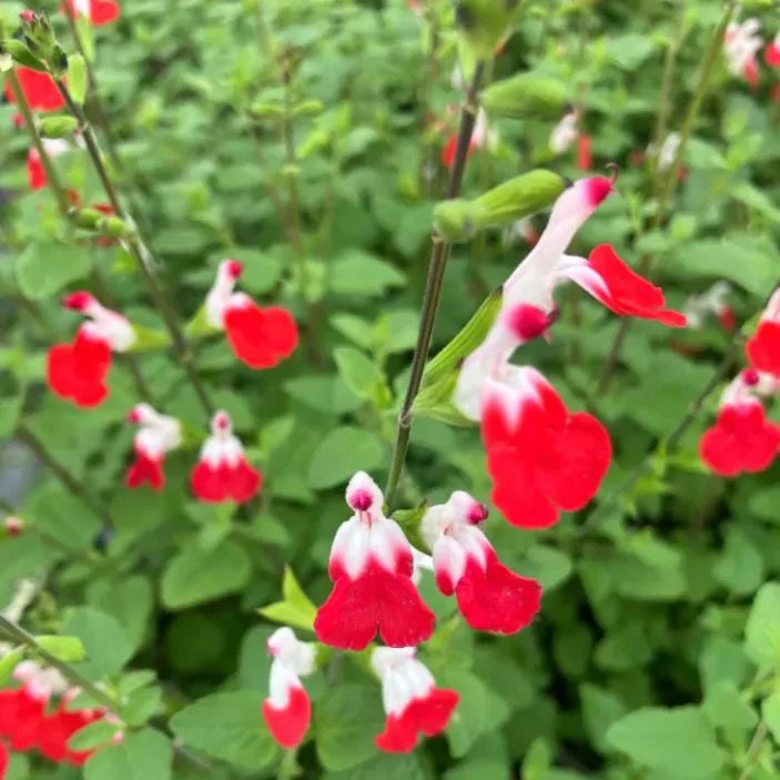 Hot Lips Salvia Live Plants - Set of 3 - 5-9" Tall - Red & White Flowering Sage for Pollinator Gardens Hot Lips Salvia Live Plants - Set of 3 - 5-9" Tall - Red & White Flowering Sage for Pollinator Gardens - Image 5